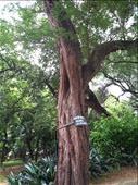 I took this picture for John, who is a forestry major. He told me that he has never seen this type of tree be so big, even in photos from his studies.: by wheresmypants, Views[411]