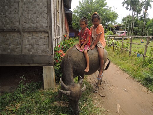 Girls ride their buffalo in Don Det