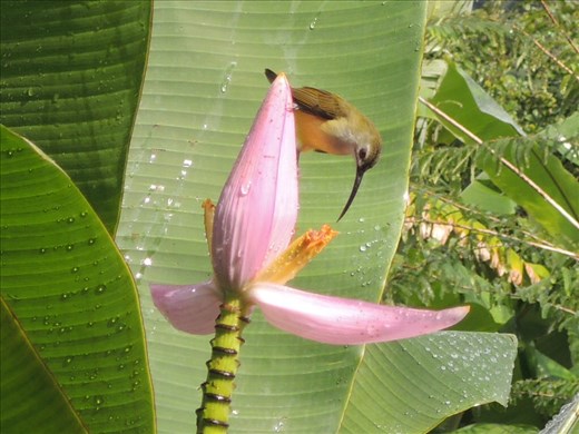 Bird drinking nectar after the rain in Koh Sok