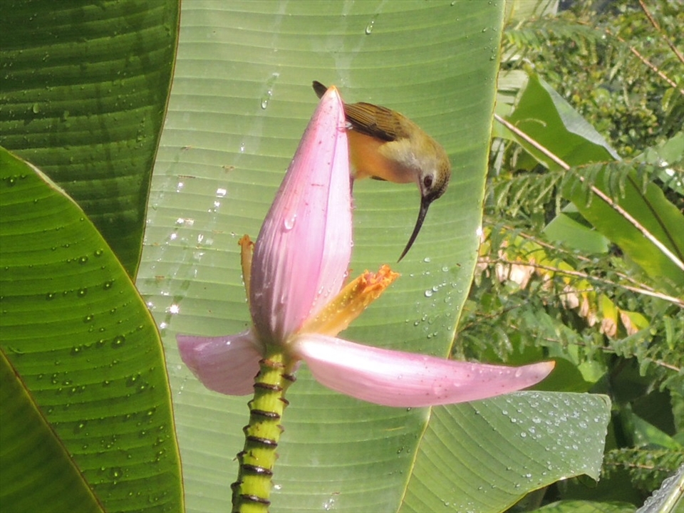 Bird drinking nectar after the rain in Koh Sok