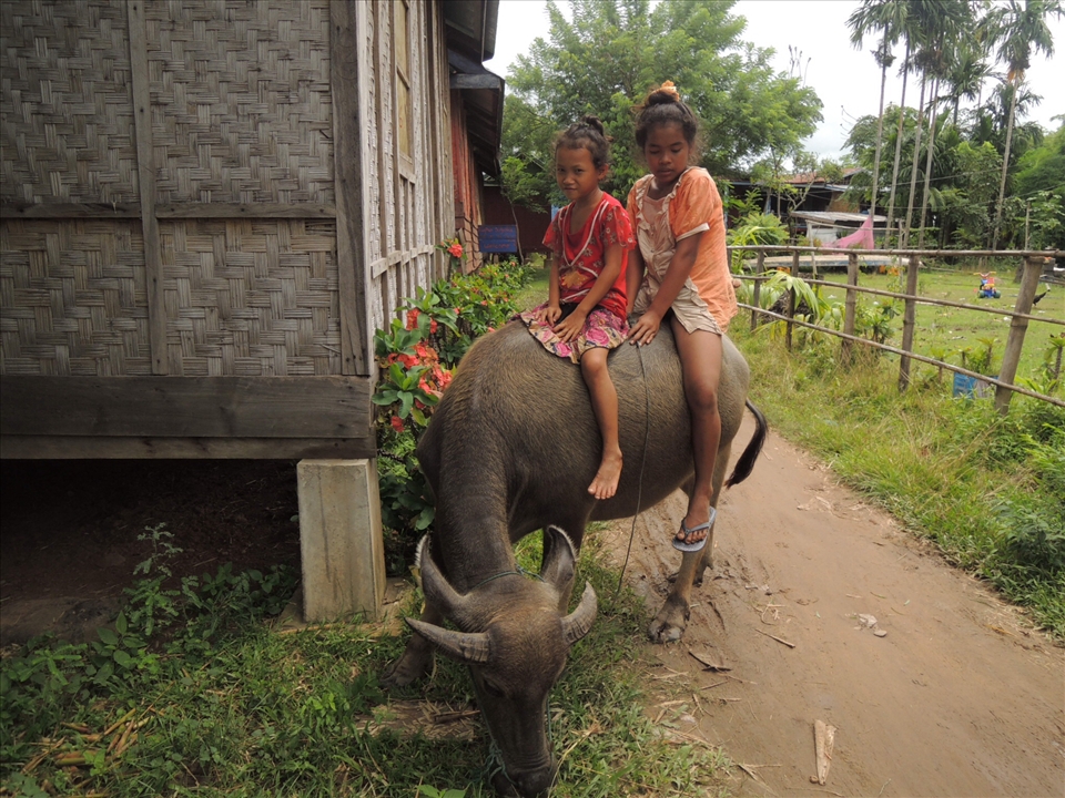 Girls ride their buffalo in Don Det
