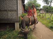 Girls ride their buffalo in Don Det: by whimsicalwonderer, Views[323]