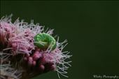 Bright-line brown-eye caterpillar (Lacanobia oleracea): by whitbyphotography1, Views[276]