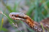 European adder (Vipera berus) : by whitbyphotography1, Views[327]
