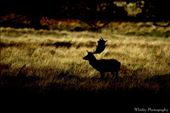 Fallow stag (Dama dama): by whitbyphotography1, Views[194]