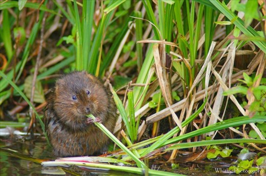 Water vole (Arvicola amphibius) 