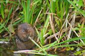 Water vole (Arvicola amphibius) : by whitbyphotography1, Views[206]