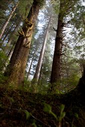 by whiteforestexplorations, Views[211]