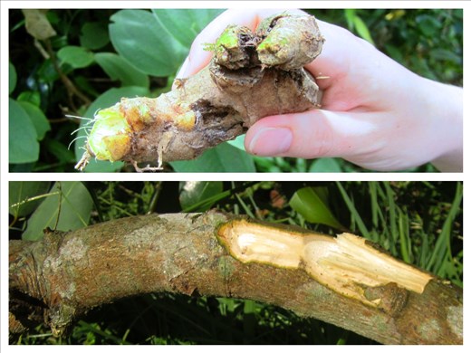 Wild Ginger and Cinnamon Tree