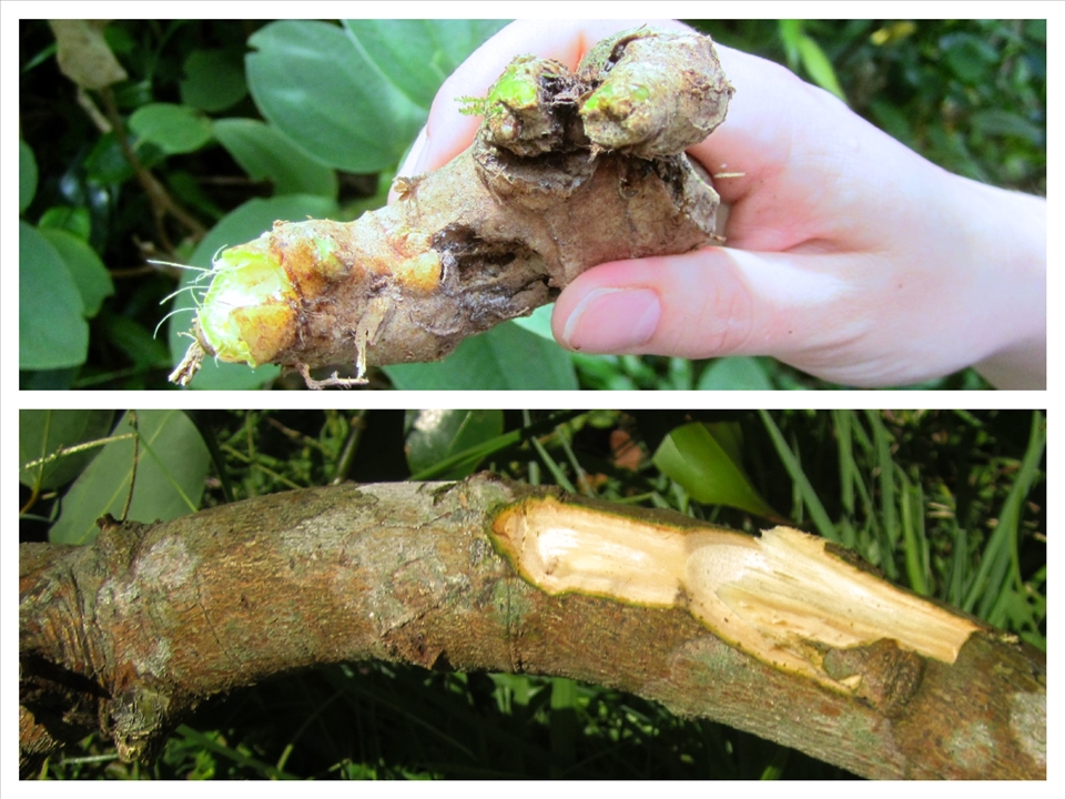 Wild Ginger and Cinnamon Tree