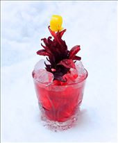 Sorrel in the Canadian Winter: by whitjmunro, Views[215]