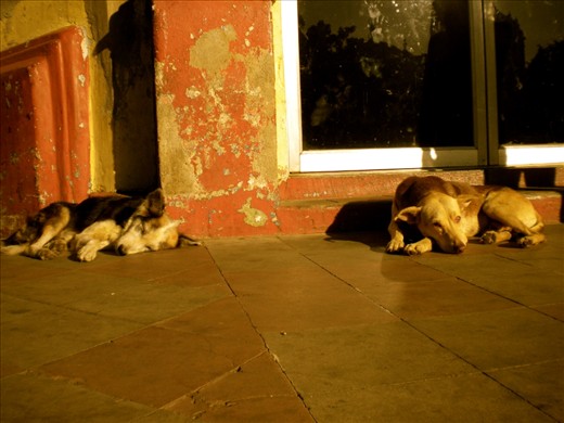 Strays, so cute and plentiful.