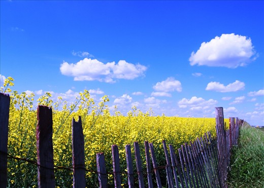 Southern Alberta is called Big Sky Country - summers it's Big Bright Sky Country