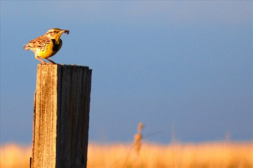 South Western Alberta is on a well-used bird migratory route. 