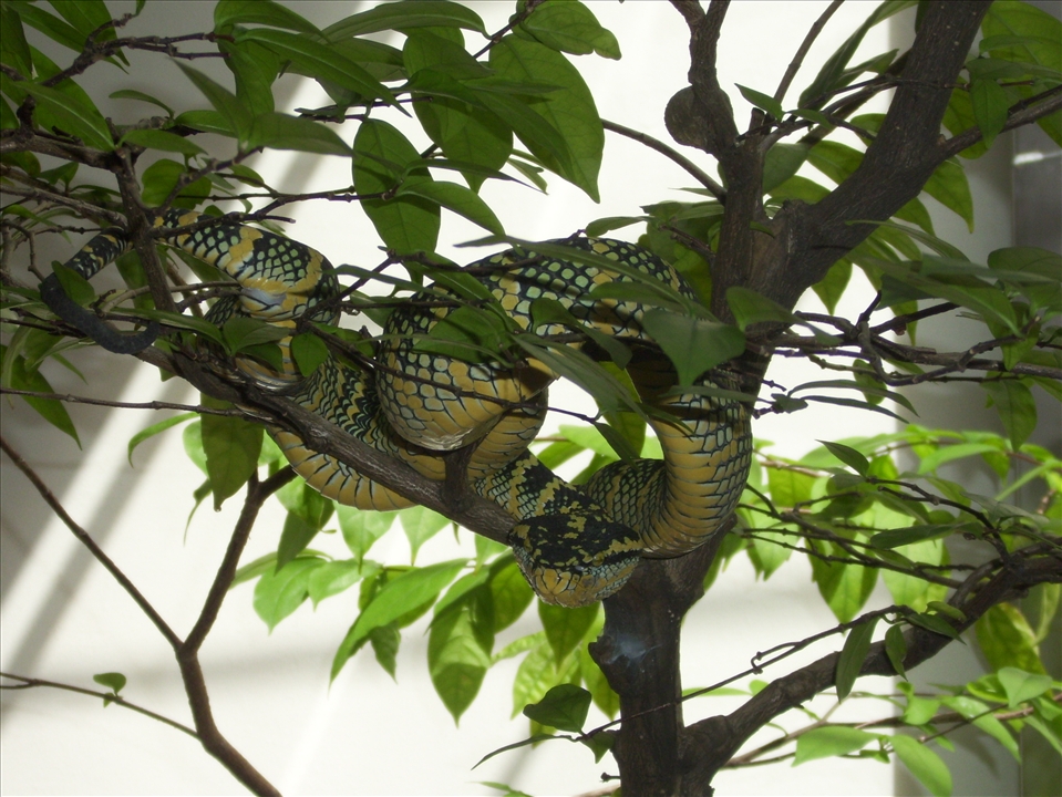 A quick stop to the Snakes Temple in George Town.