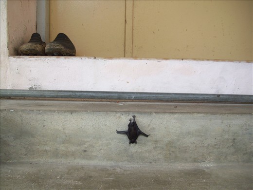 A lil' guest come over to my house.. (Penang)