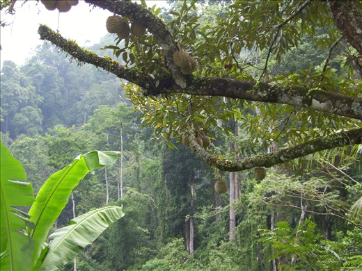 Durian smells like hell but tastes like heaven; good for jungle-trek. (Sarawak)