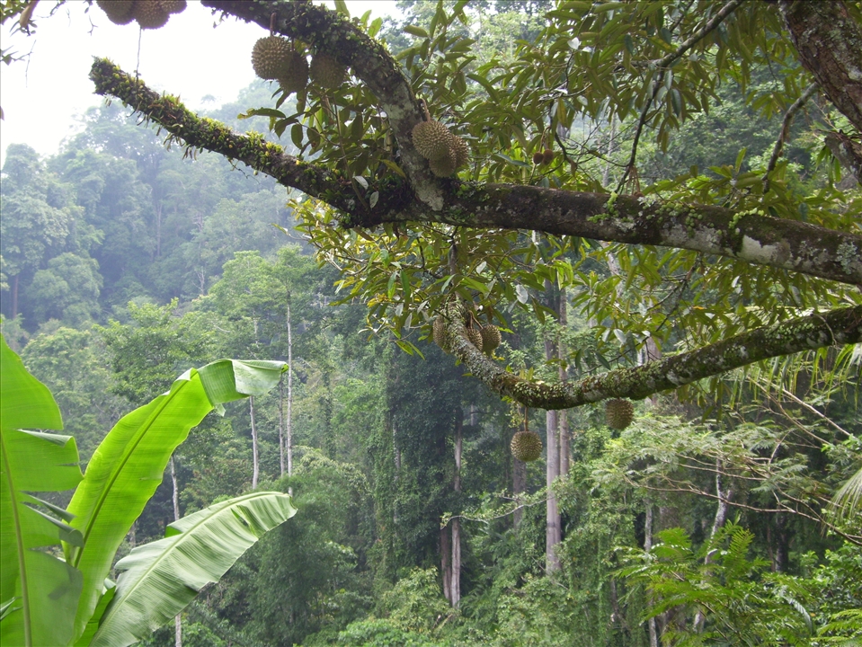 Durian smells like hell but tastes like heaven; good for jungle-trek. (Sarawak)
