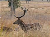 Most endangered Deeer - The Hard ground barasingha of Kanha Toger Reserve: by wildbeings, Views[462]