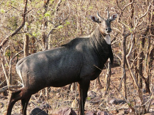 Bluebull at Van vihar national Park