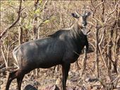 Bluebull at Van vihar national Park: by wildbeings, Views[200]