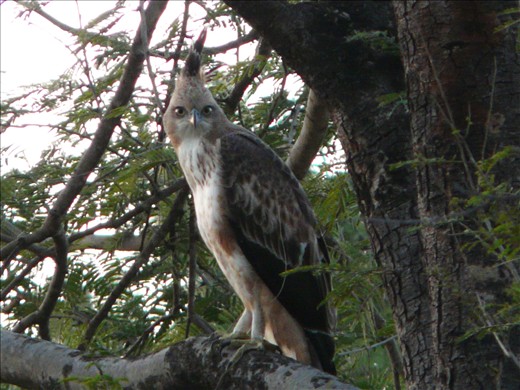 Changeable Hawk Eagle at Satpura Tiger Reserve