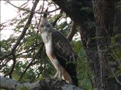 Changeable Hawk Eagle at Satpura Tiger Reserve: by wildbeings, Views[534]