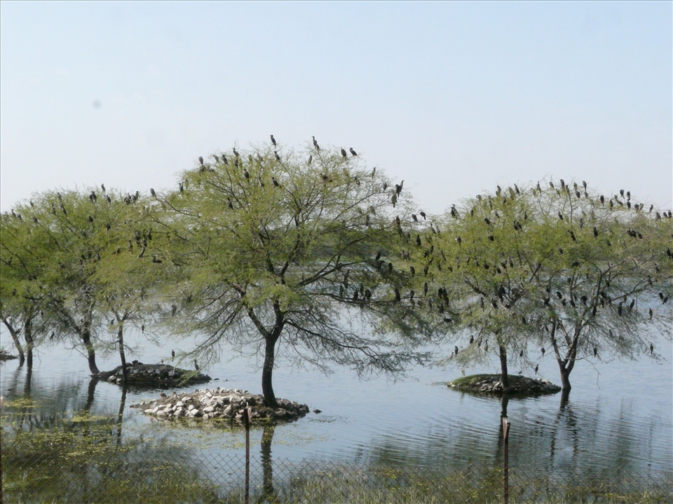 Cormorant congregation at Van Vihar National Park