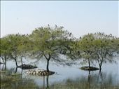Cormorant congregation at Van Vihar National Park: by wildbeings, Views[332]