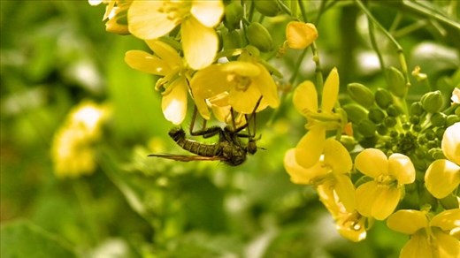 Nature's organic helicopter