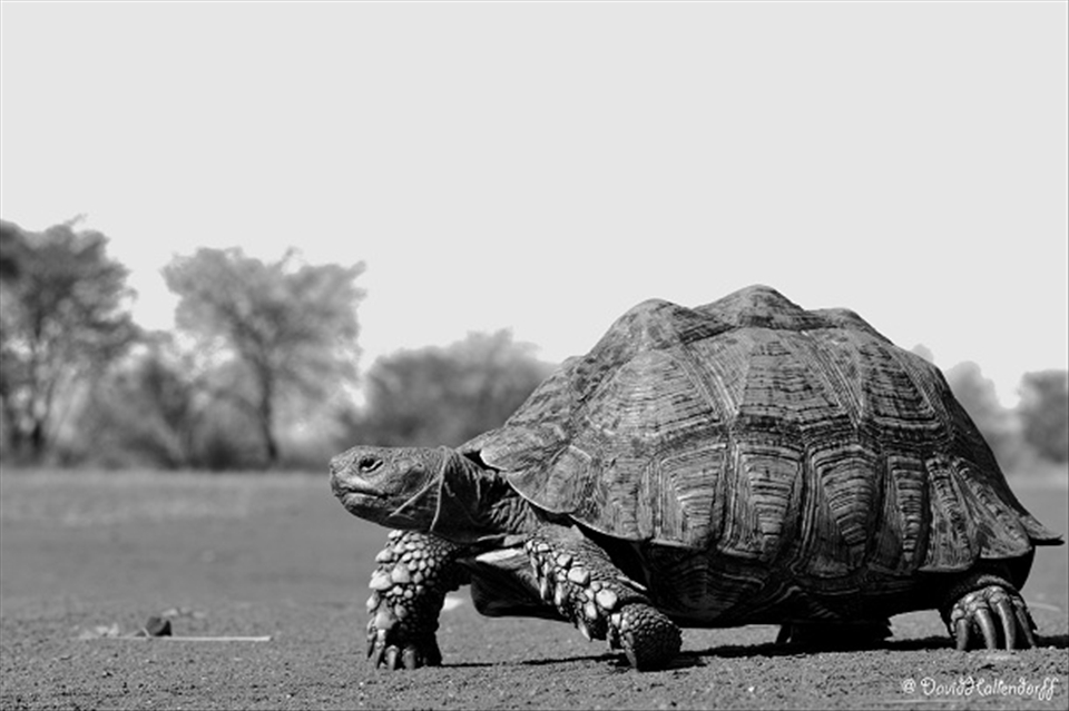 Time moves slowly & if you are patient enough you will see battles to live.