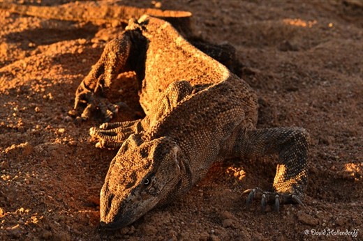 Danger is all around the Kalahari as all creatures have to survive out here.