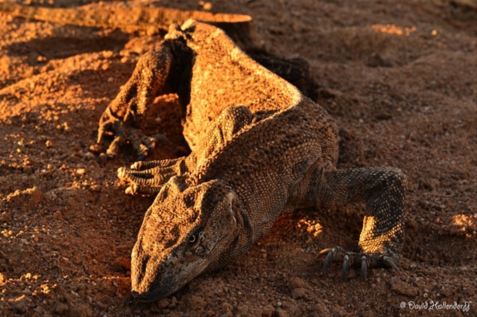 Danger is all around the Kalahari as all creatures have to survive out here.