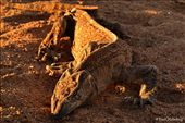 Danger is all around the Kalahari as all creatures have to survive out here.: by wildkalahari, Views[431]