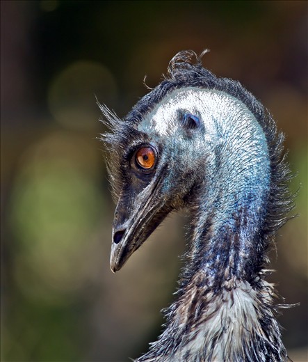 Emu taken at Caversham wildlife park Western Australia