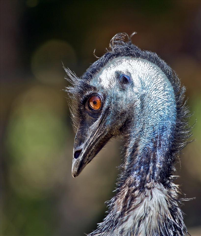 Emu taken at Caversham wildlife park Western Australia