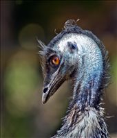 Emu taken at Caversham wildlife park Western Australia: by wildlifecrazy, Views[350]