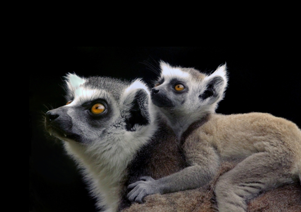 Ring tailed lemurs taken at Perth zoo Western Australia