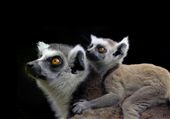 Ring tailed lemurs taken at Perth zoo Western Australia: by wildlifecrazy, Views[399]