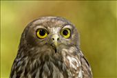 Barking owl taken at Caversham wildlife park Perth Western Australia: by wildlifecrazy, Views[1558]