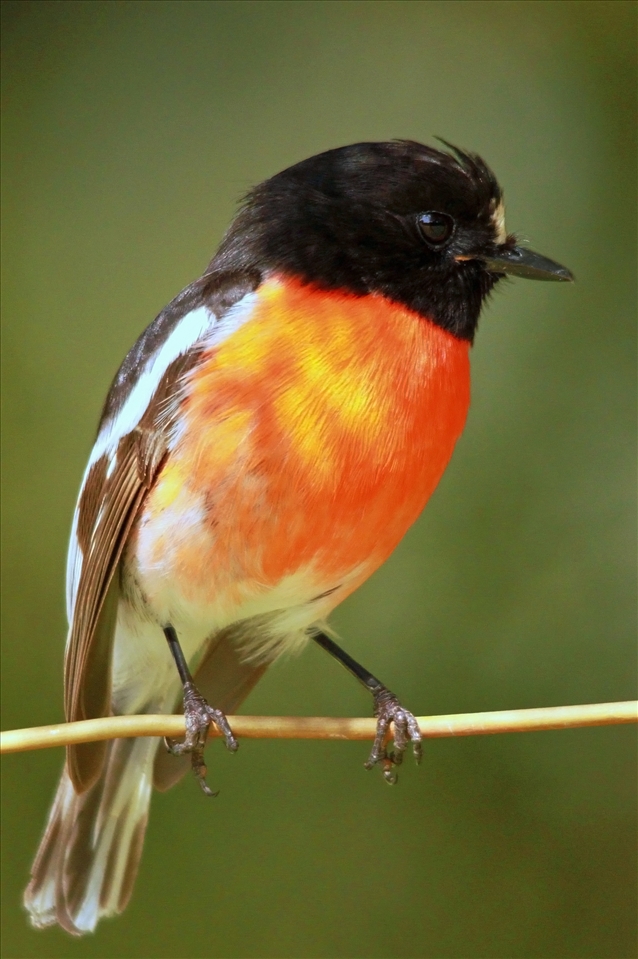 Red breasted robin taken at Caversham wildlife park Perth Western Australia