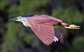 Rufous night heron in flight taken at Tomato Lake Perth Western Australia: by wildlifecrazy, Views[977]