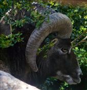 by wildnatureadventures, Views[279]