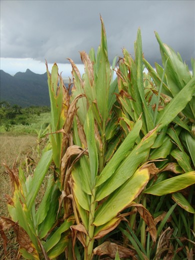 Struggle for the sunshine is never a struggle without wounds. The blind abundance of the sun light, so glorious and attracting, bears early decay of a leaf.