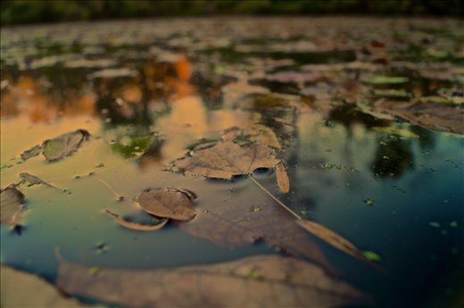 Leaves in river 