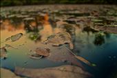 Leaves in river : by willchang, Views[272]