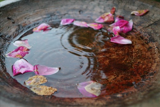 Bird fountain and rain