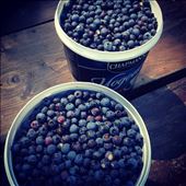 Wild berries from Canada's wilderness: by willwriteforfood, Views[240]