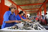 Fishmongers lined up at a long table, preparing the fishes for potential buyers. Side by side, they cut and clean fishes using a pair of skilled hands.: by winnietjahjana, Views[282]