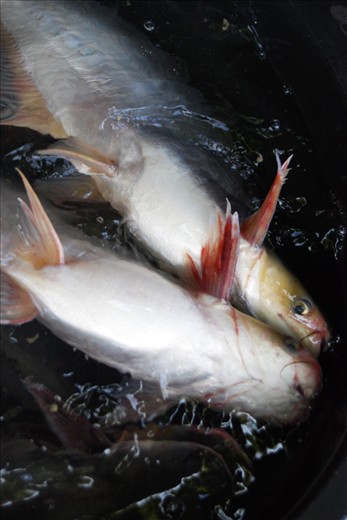 Shark catfishes displayed alive, but swim upside down due to swimbladder trauma. They probably experience shocks on the way to the kiosk.